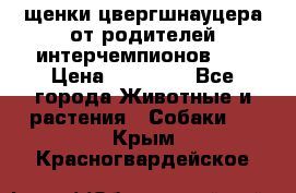 щенки цвергшнауцера от родителей интерчемпионов,   › Цена ­ 35 000 - Все города Животные и растения » Собаки   . Крым,Красногвардейское